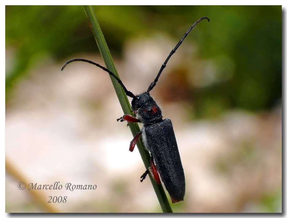 Insetti dalla Croazia: 15. Phytoecia vulneris (Cerambycidae)